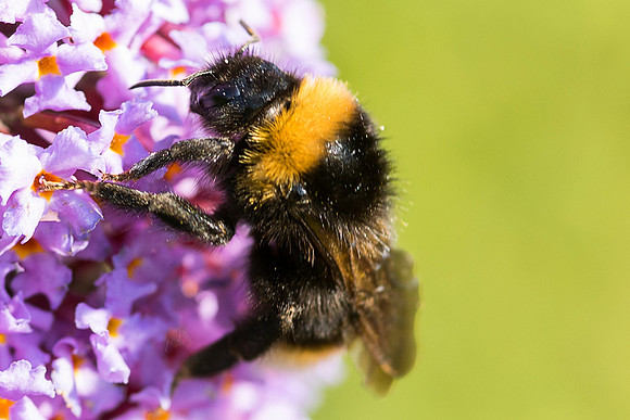 Bee 2 © Bob Riach