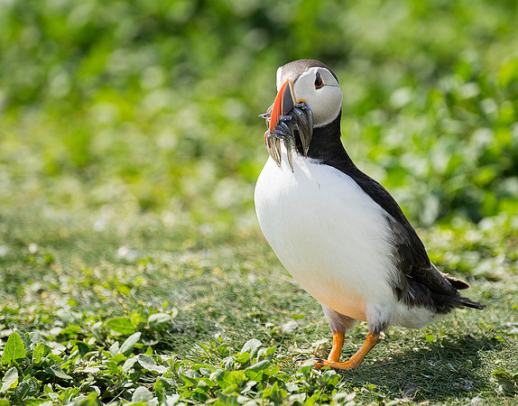 puffin n fish