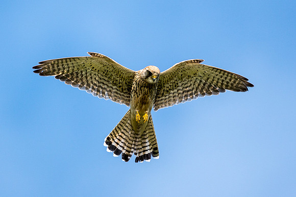 best kestrel edit 2 © Jo Bird.