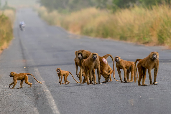Baboon Patrol  © Jo Bird