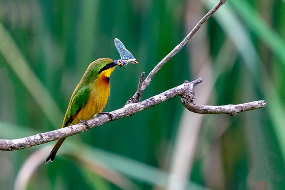 Little Bee-eater with a Dragonfly © Jo Bird