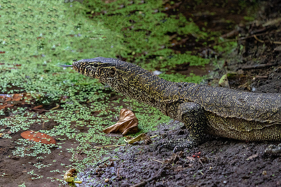 Monitor Lizard © Jo Bird