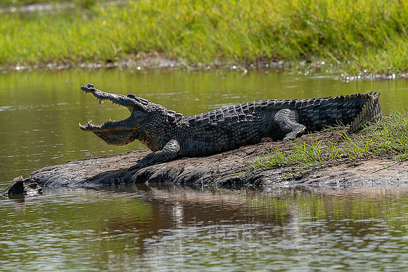 Gambia 18 crocodile © Jo Bird