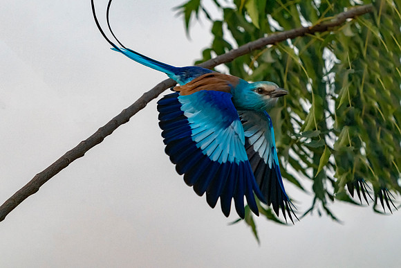 Flying Roller 18 © Jo Bird