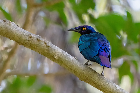 Glossy Starling 1 Gambia Nov © Jo Bird