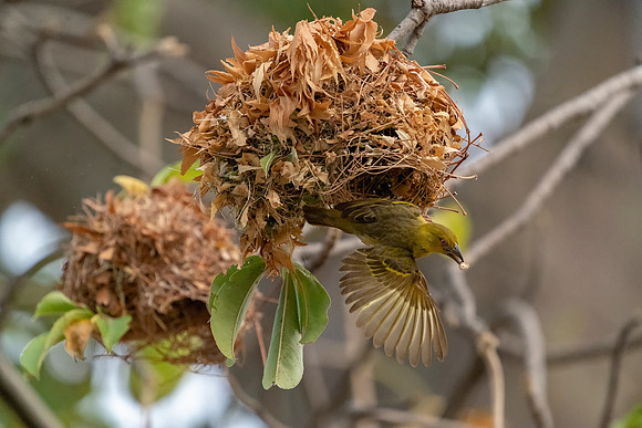 Village Weaver 2 with nest © Jo Bird