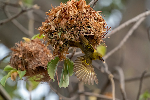 Village Weaver 1 with nest © Jo Bird