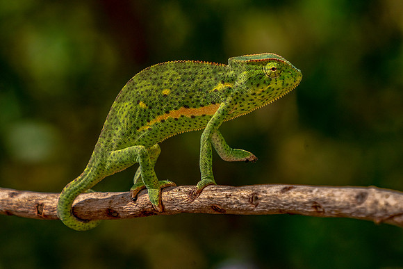 Chameleon in The Gambia © Jo Bird
