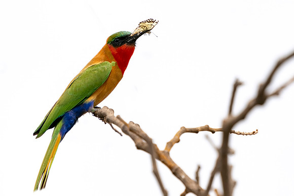 Red-throated Bee-eater © Jo Bird
