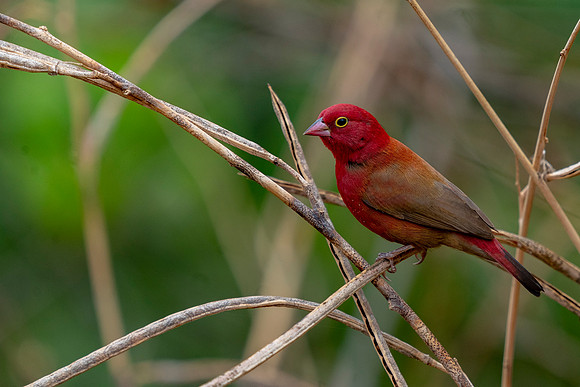 Firefinch 1 © Jo Bird