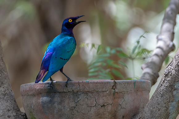 Glossy starling on bowl @ Jo Bird