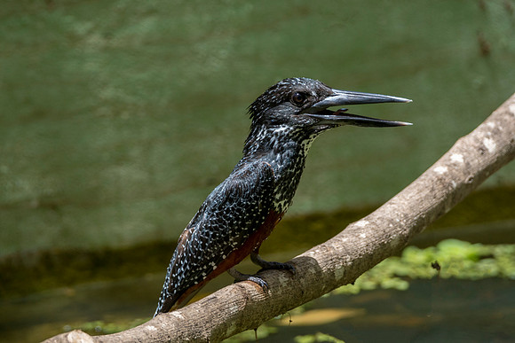 Giant Kingfisher 5 @ Jo Bird