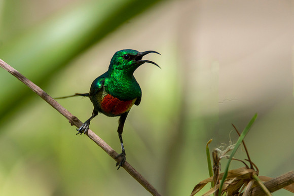 Green Sunbird @ Jo Bird