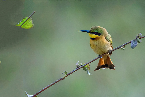 Little Bee Eater 5 @ Jo Bird