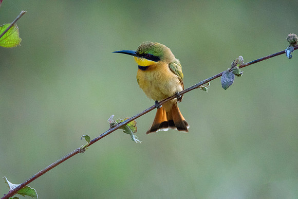 Little Bee Eater 6 @ Jo Bird
