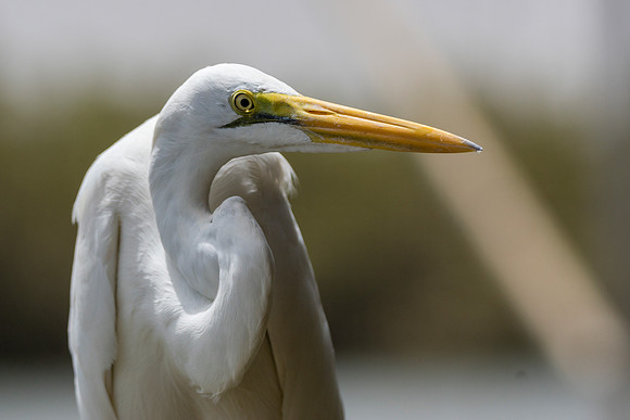 Madina Egret @Jo Bird