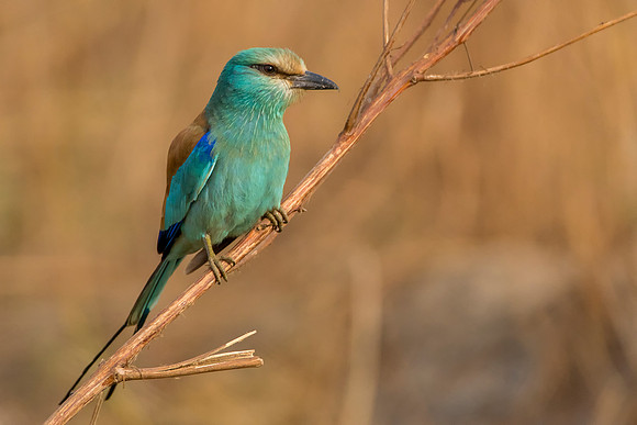 Roller@ Jo Bird