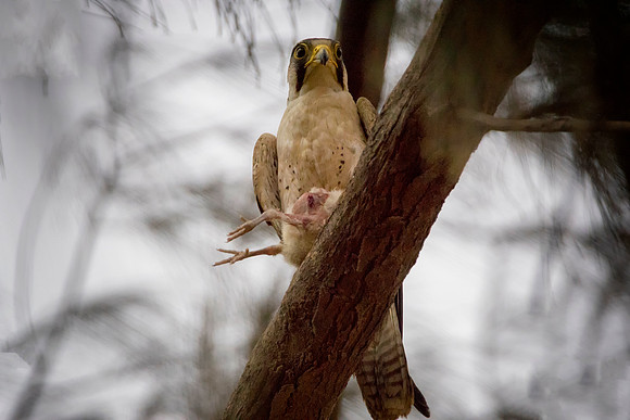 Eleonora's falcon @ jo bird