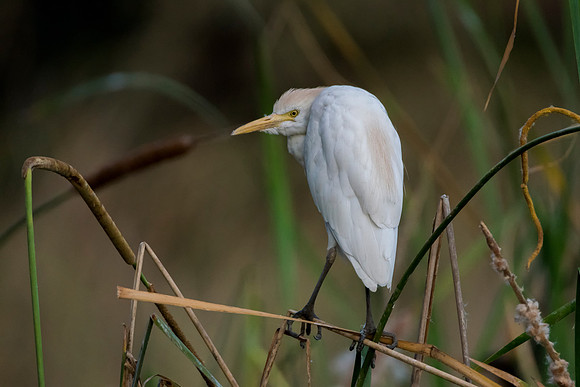 Egret and Bullrush @ Jo Bird