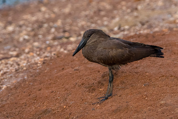 Brown gambia bird @ Jo bird