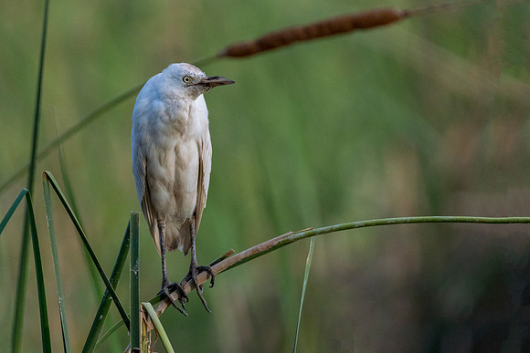 Egret gambia 2 @ Jo bird