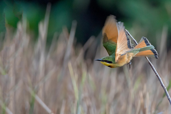 Flying Bee-eater @ Jo bird