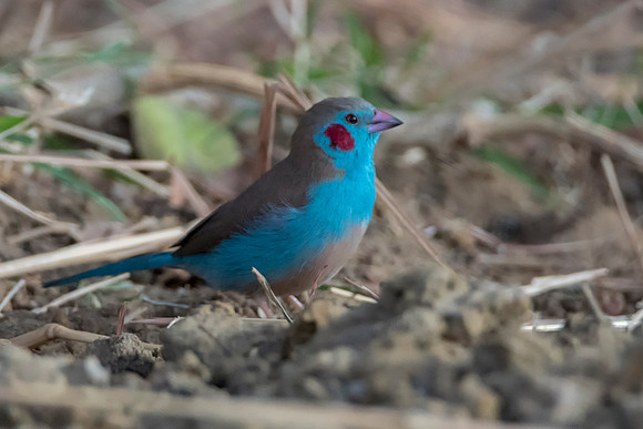 Cordon-bleu @ Jo Bird