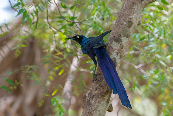 Long-tailed Starling @ Jo bird