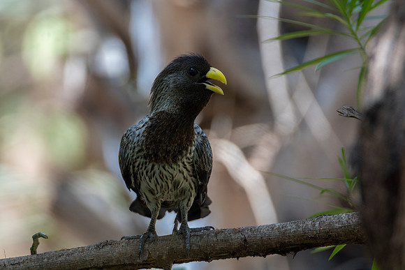 Wetern Grey Plantain-eater @ Jo Bird
