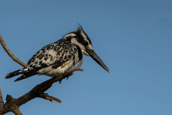 Pied Kingfisher @ jo Bird