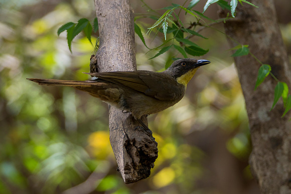 Greater Honeyguide @ Jo Bird