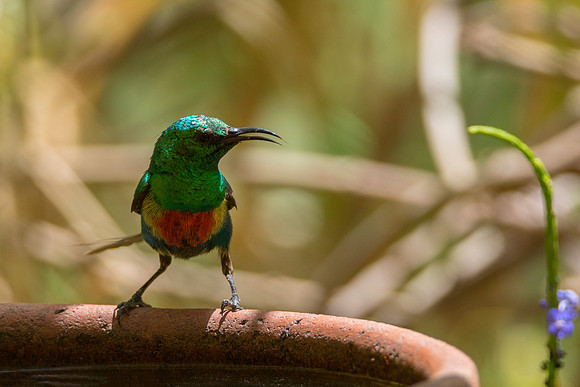 Beautiful Sunbird 3 @ Jo bird