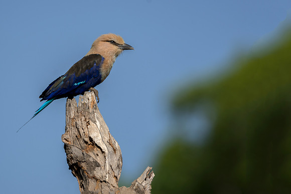 Blue-bellied Roller @ Jo bird