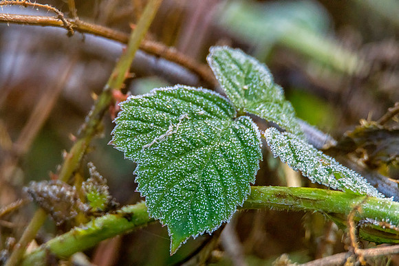 001 Frost © Bob Riach