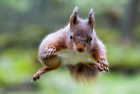 Red Squirrels © Jo Bird DSC01333