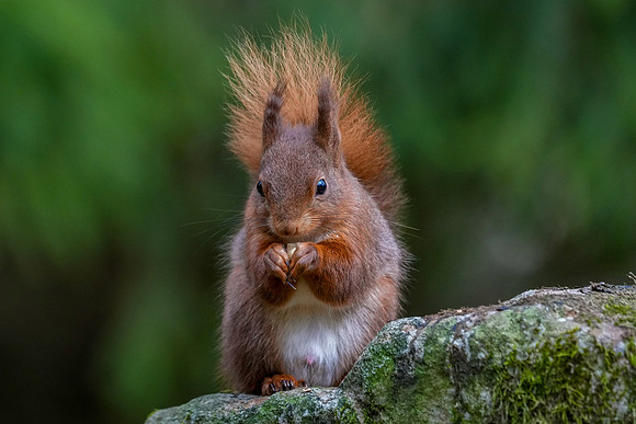 Red squirrel © Jo Bird DSC00952