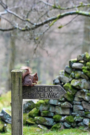 Red squirrel © Jo Bird DSC01137