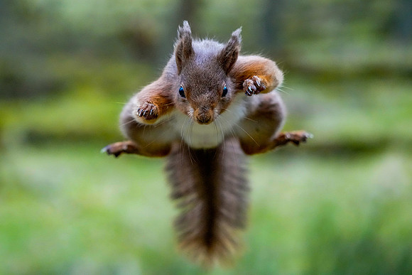 Red squirrel © Jo Bird DSC00932