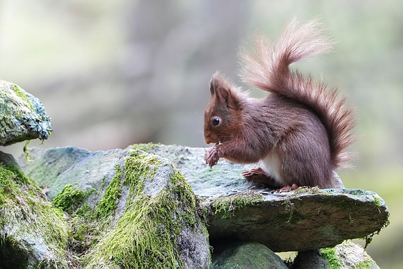Red squirrel © Jo Bird DSC01097