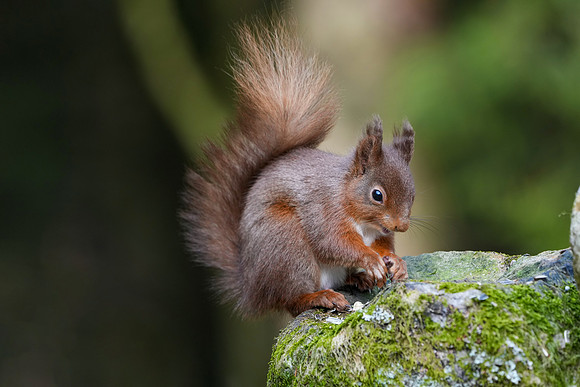 Red squirrel © Jo Bird DSC01021