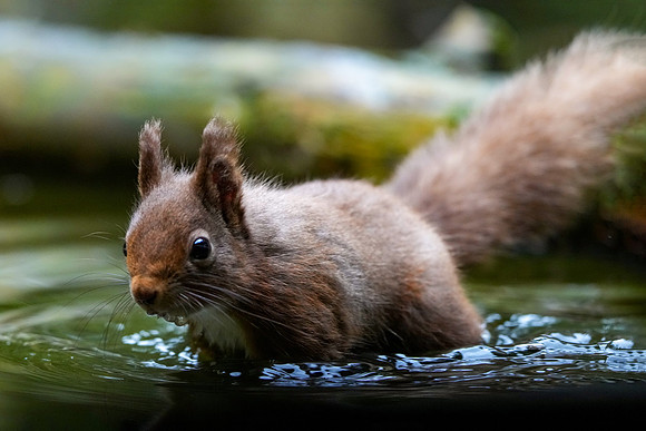 Red Squirrel © Jo Bird DSC00009