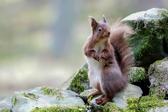 Red Squirrel  © Jo Bird DSC01096
