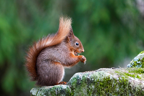 Red Squirrel © Jo Bird DSC00959