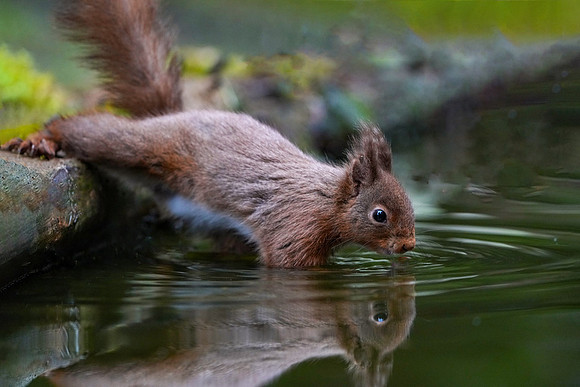 Red Squirrel © Jo Bird DSC00241