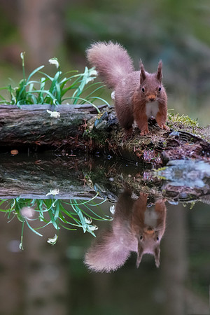 Red Squirrel © Jo Bird DSC00566