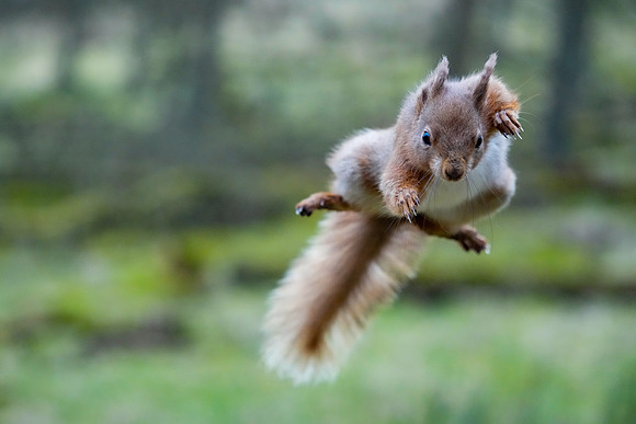 Red Squirrel © Jo Bird DSC01372