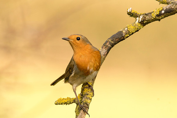 Robin at Whisby © Bob Riach