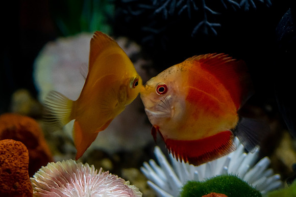 _DSC1682 Discus Fish © Bob Riach