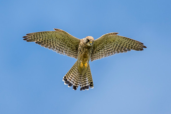 best kestrel taken by Joanne Bird