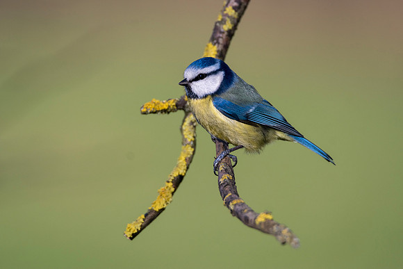 blue tit 1
